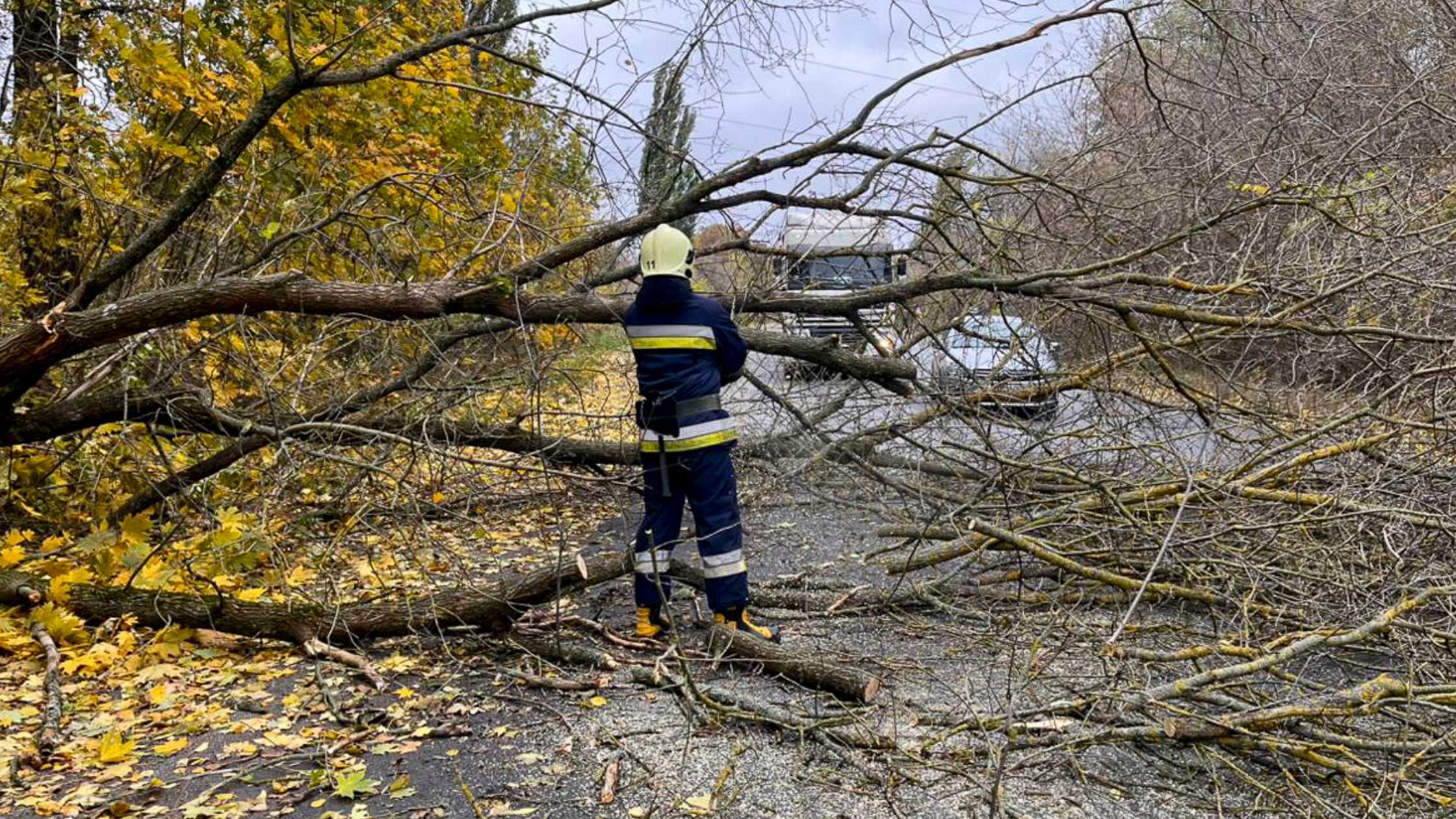 У Вінниці внаслідок негоди дерево впало на припаркований легковик