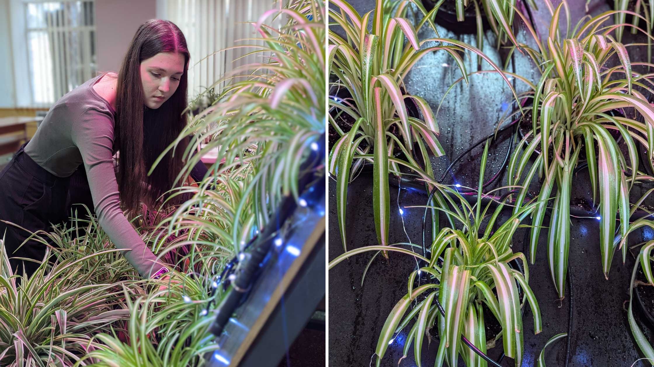 У вінницькому ліцеї №4 діти створили зелену стіну в їдальні