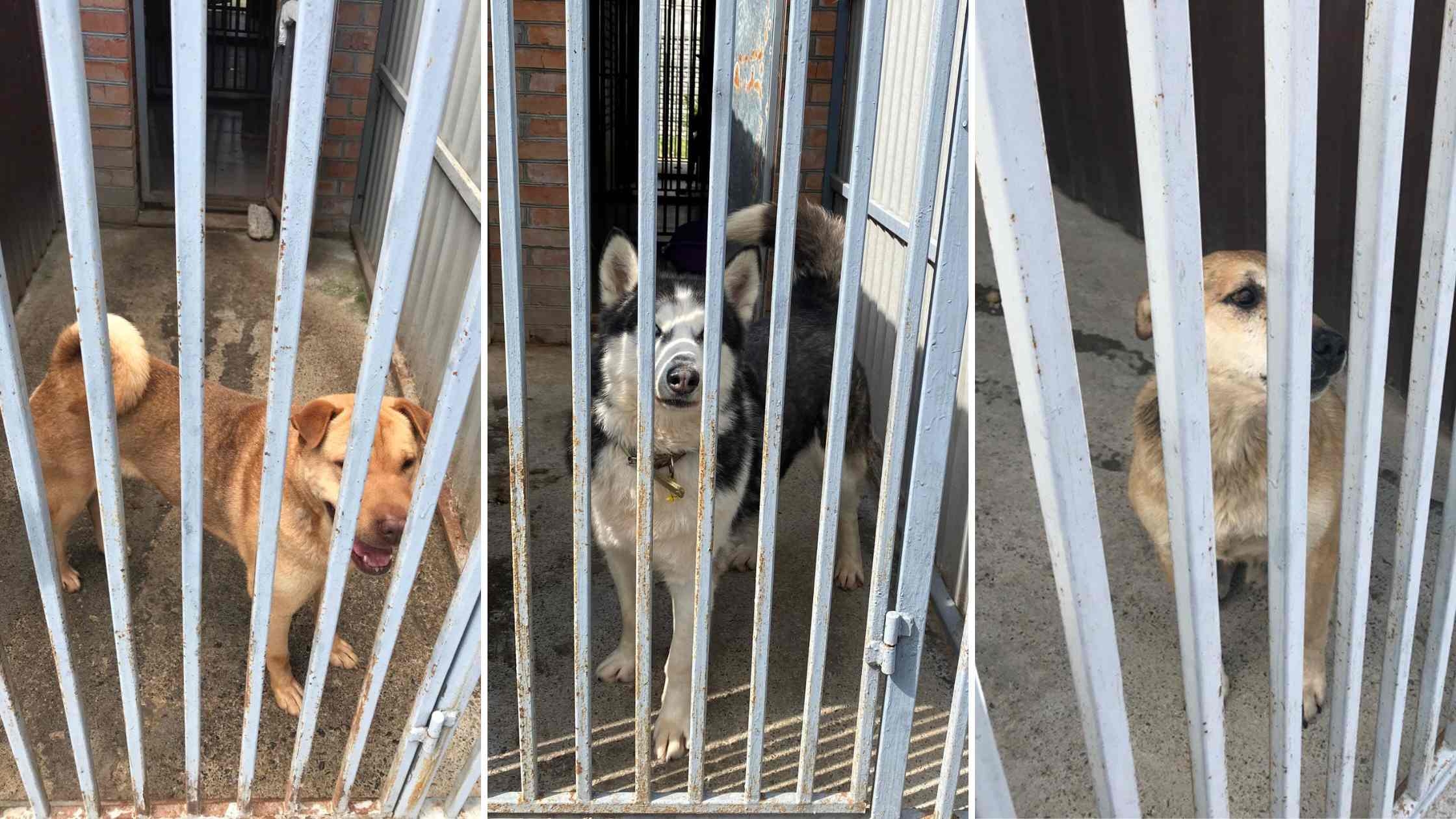 У Вінницькому муніципальному притулку собаки чекають на тих, хто подарує їм новий дім