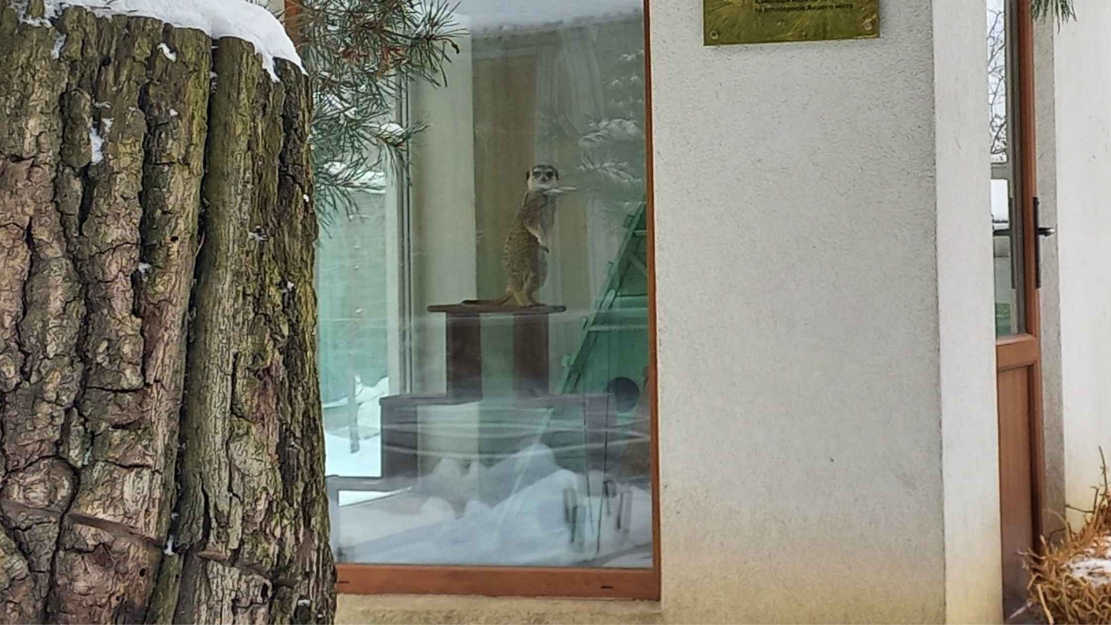 У вінницькому зоопарку поповнення: народився маленький сурикат