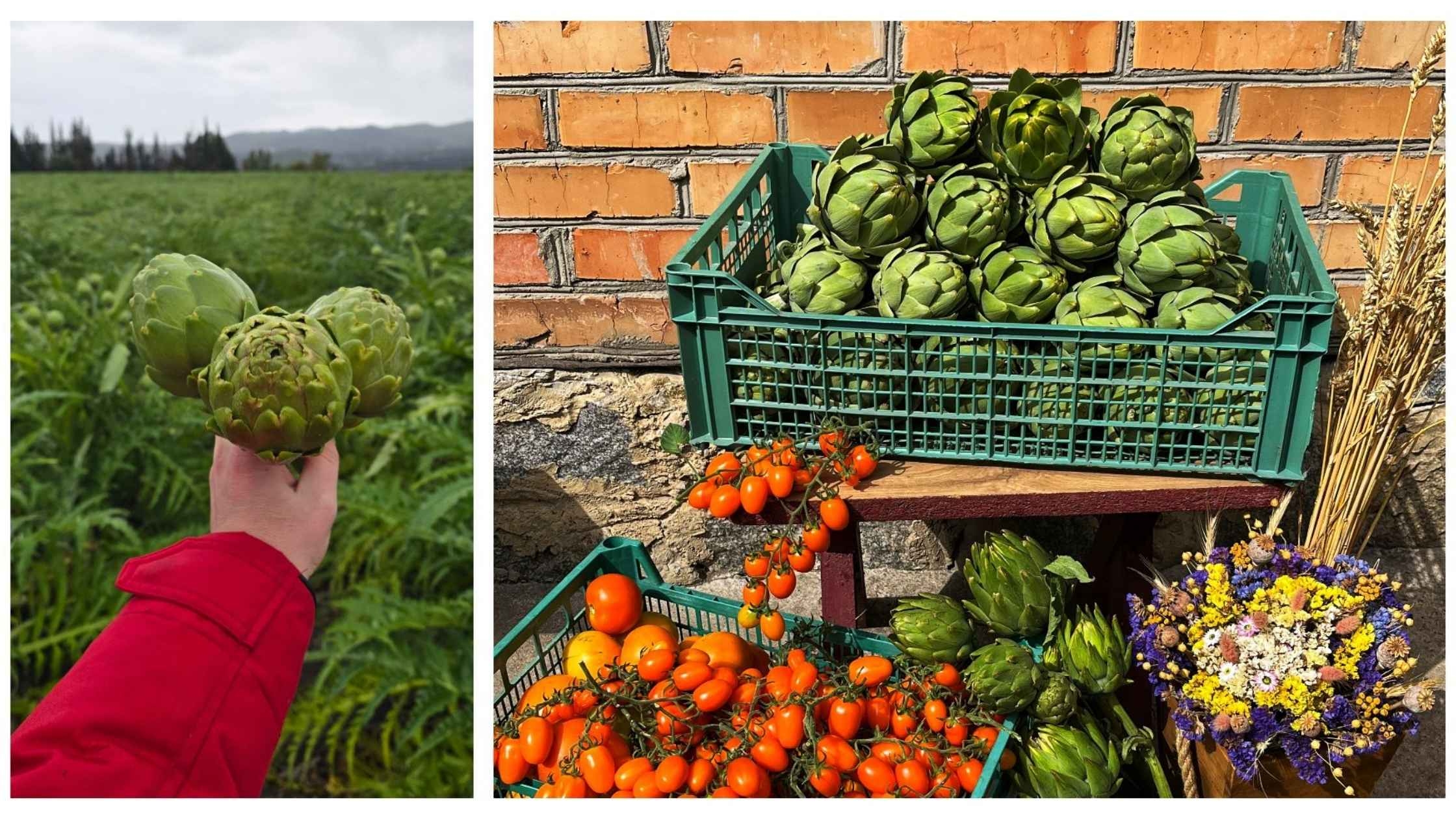 Вінницький фермер забезпечує понад 20% українського попиту на артишоки