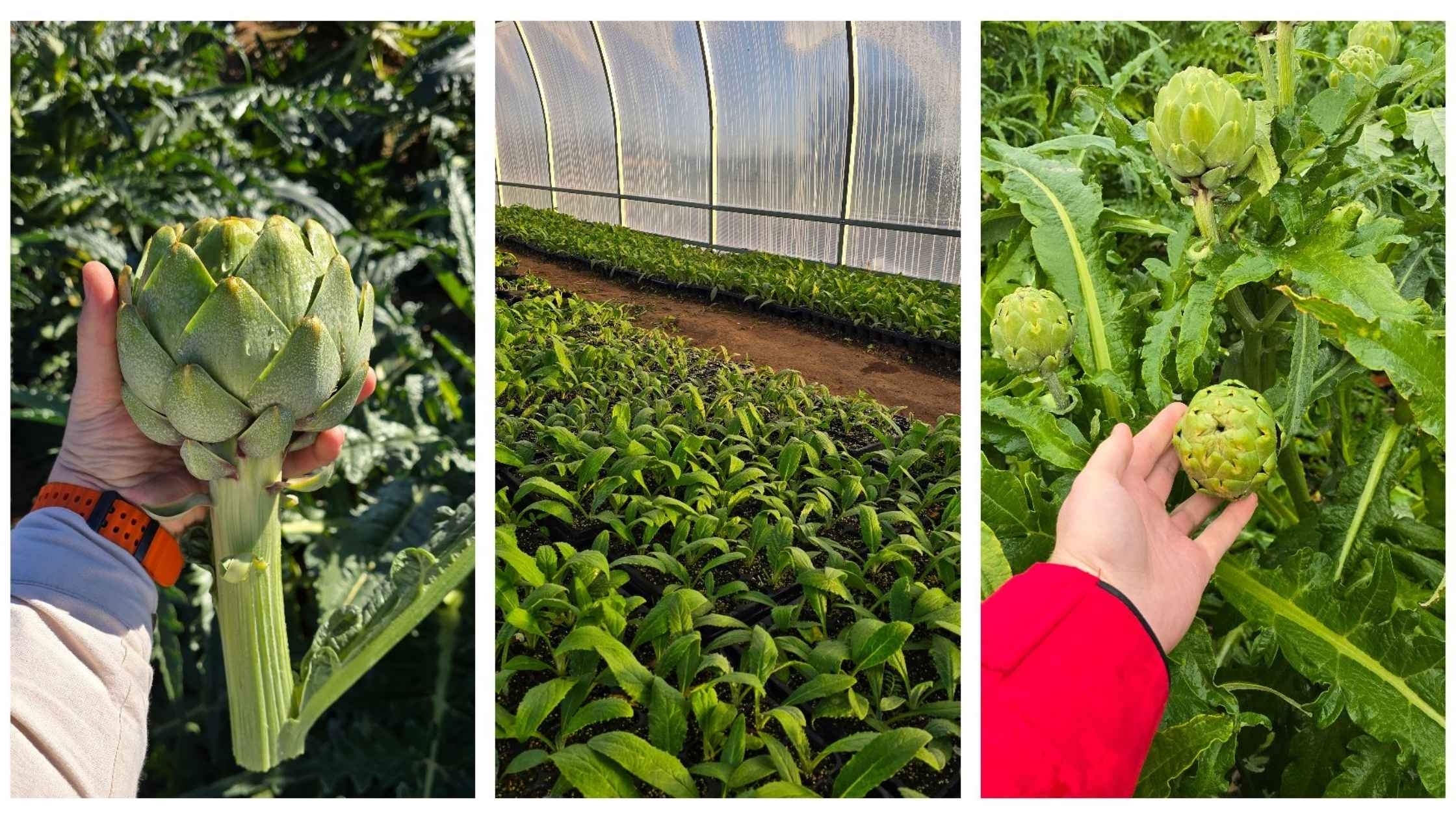 Вінницький фермер забезпечує понад 20% українського попиту на артишоки