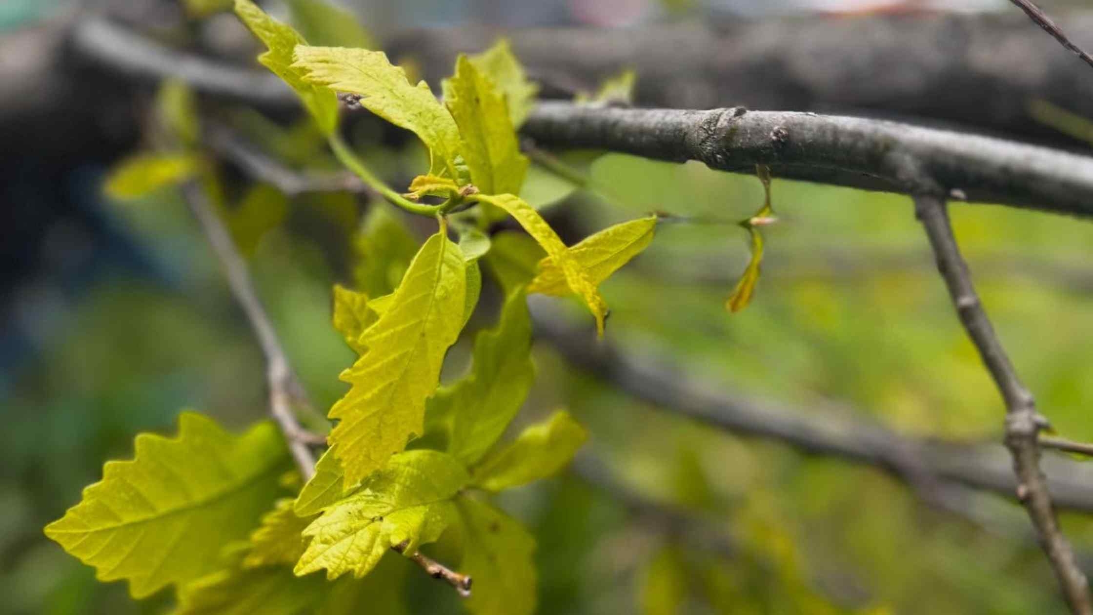Вздовж Сабарівського шосе у Вінниці висадили 130 болотяних дубів