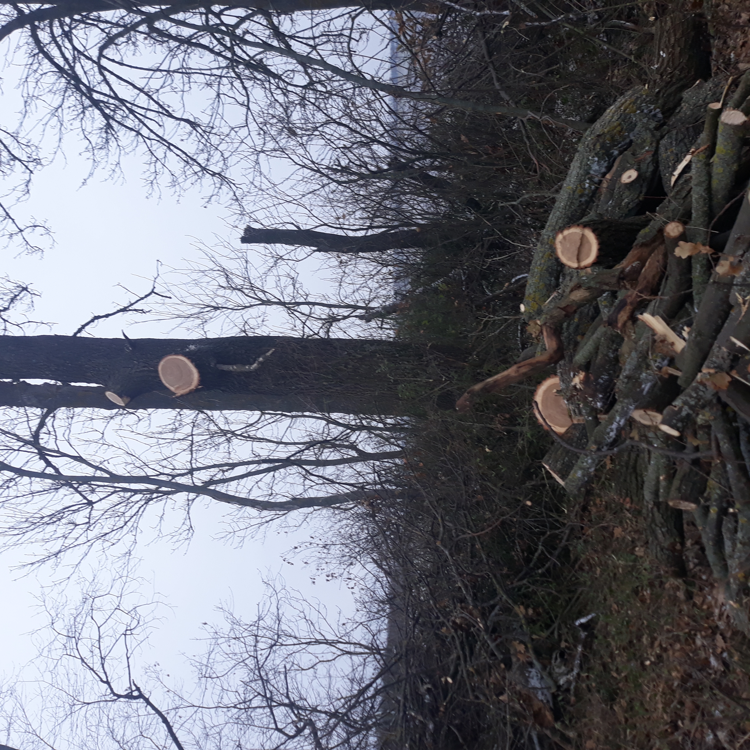 У Крижопільській громаді п'ятеро молодиків незаконно "чистили" дерева