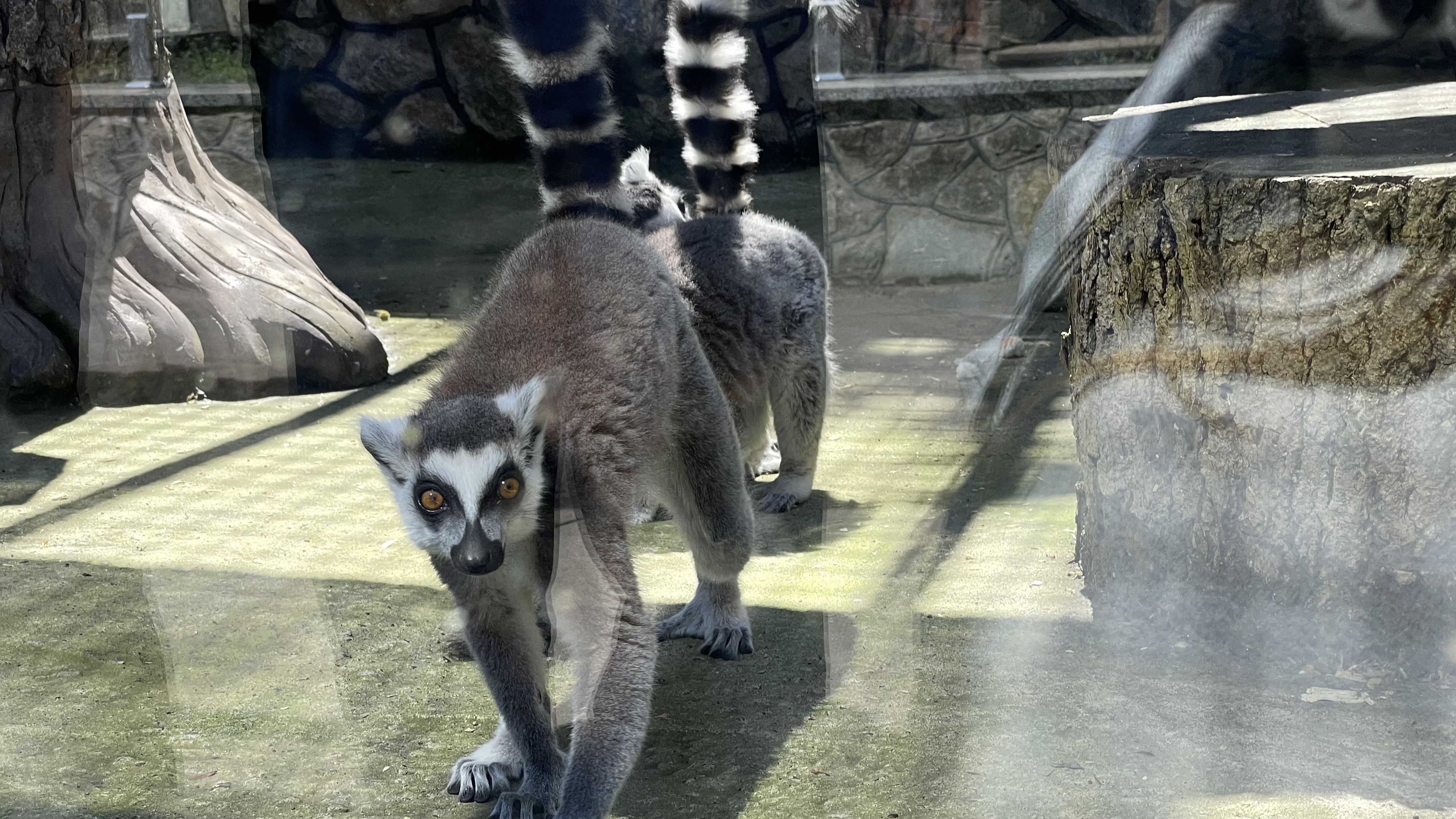 Грайливі мавпочки та поважні хижаки: фоторепортаж з вінницького зоопарку