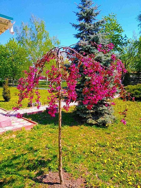 На Томашпільщині у дендропарку малиновим цвітом розквітла 40-річна яблуня