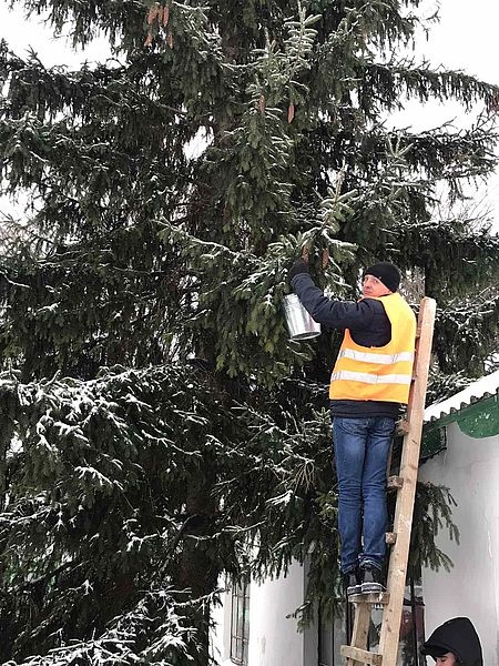 Як лісівники на Вінниччині збирають насіння хвойних