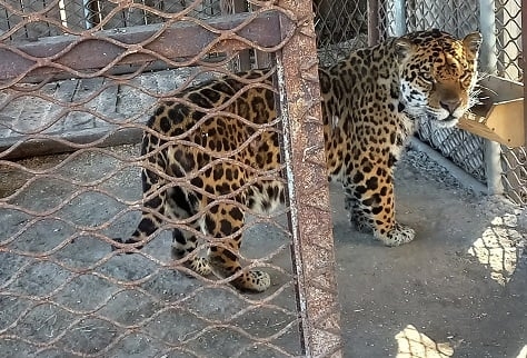 Ягуар та тигриця, яких Подільський зоопарк евакуював з Одещини, знайшли опікунів