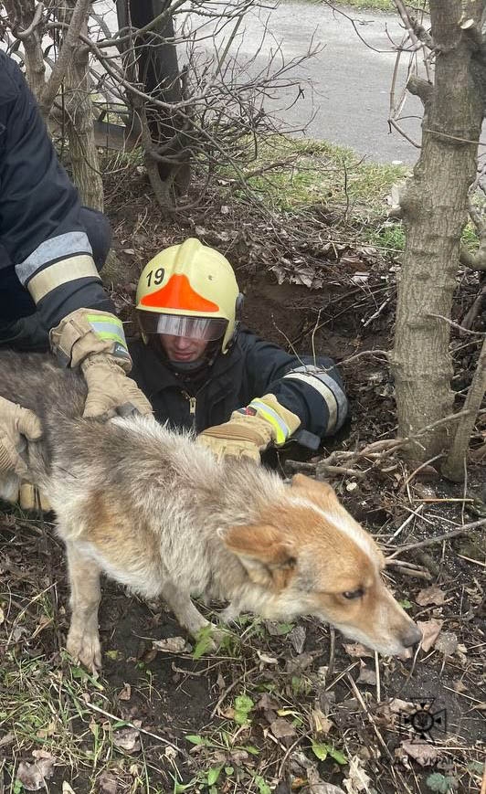 У Турбові рятувальники витягли з каналізаційного люка собаку