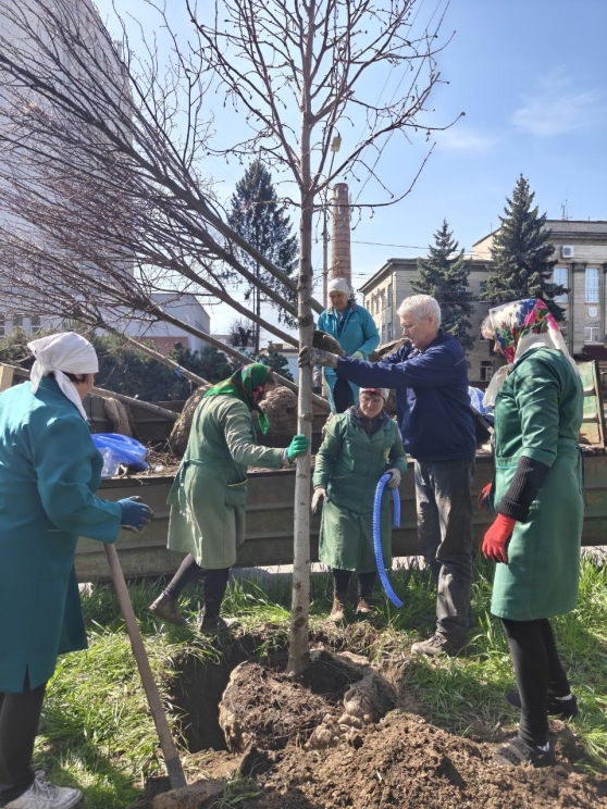 У Вінниці висаджують нові дерева на Хмельницькому шосе