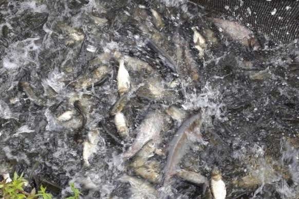 У Ладижинське водосховище випустять дві з половиною тонни риби