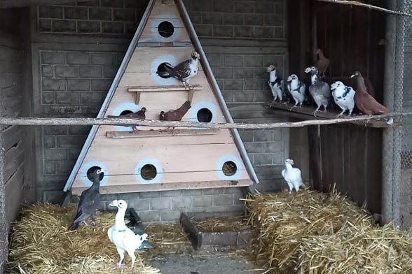 В штанах, шалях та з вусами: у Подільському зоопарку у Вінниці оселилися голуби