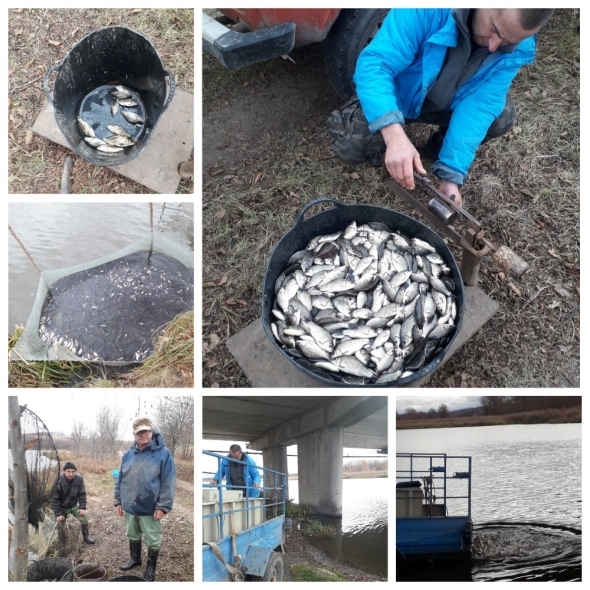 Ще дві тонни: Сутиське водосховище поповнили рибою 