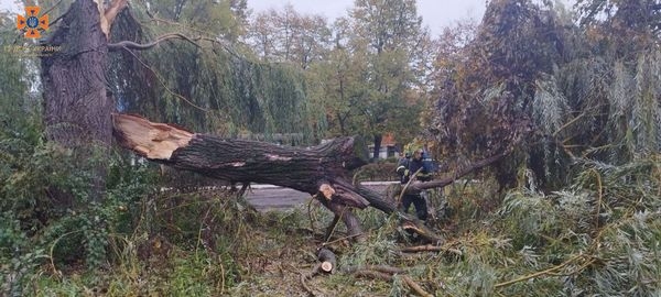 У Гнівані рятувальники прибрали з дороги дерево - впало через сильний вітер