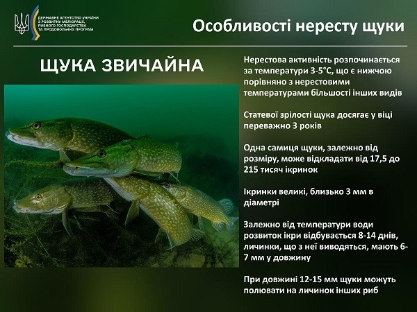 Вінницьким рибалкам нагадали вилов щуки — під забороною