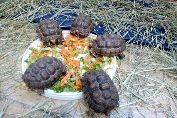 До Подільського зоопарку привезли рідкісних черепах