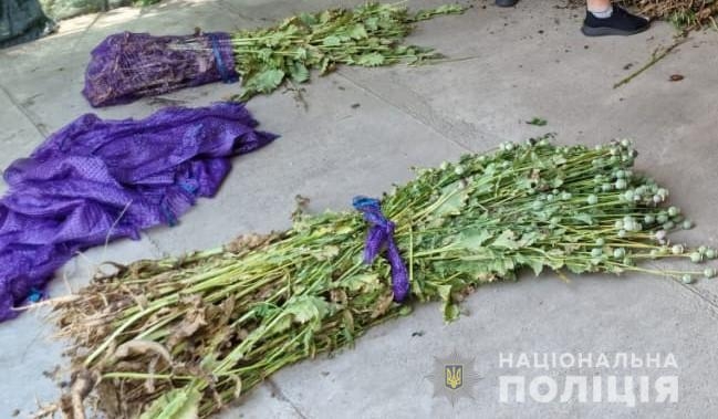 Жителька села Ольгопіль вирощувалиа на своєму городі наркотичні рослини