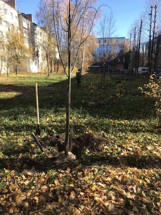 У Вінниці на прибудинкових територіях висадять 1000 дерев