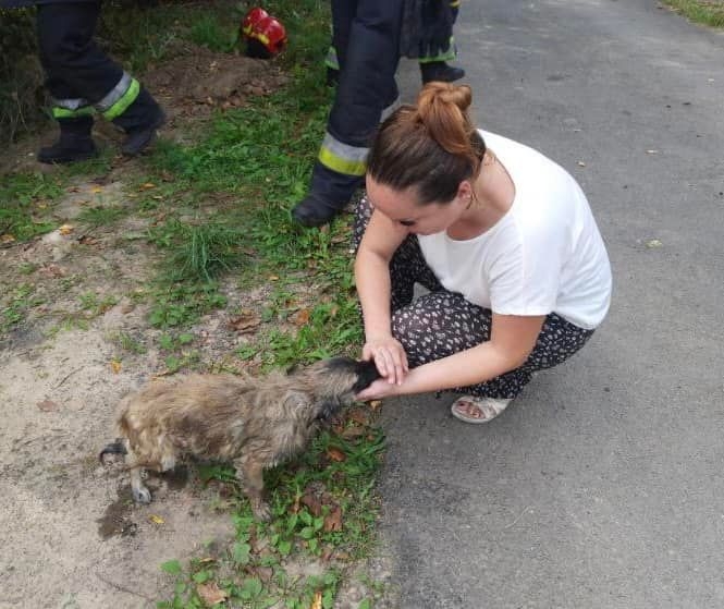 У Якушинецькій громаді врятували собаку, який впав у криницю