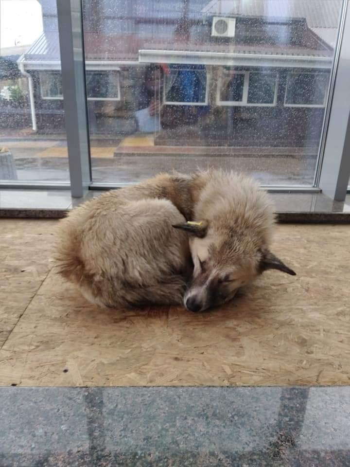 В одному з торговельних центрів Вінниці на час зливи прихистили безпритульних тварин