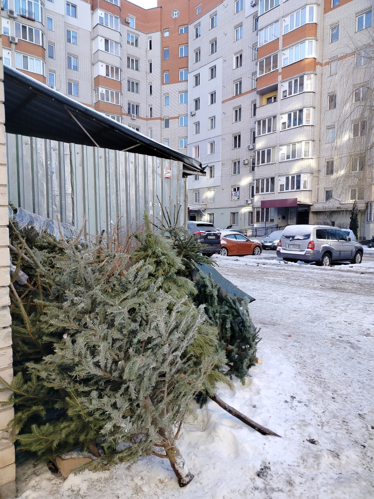 Як вінничани можуть утилізувати ялинки після новорічних свят