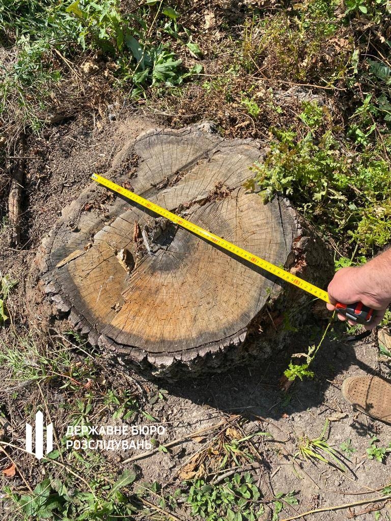 Повідомили про підозру директору лісгоспу з Вінниччини - завдав збитків на 51 млн грн