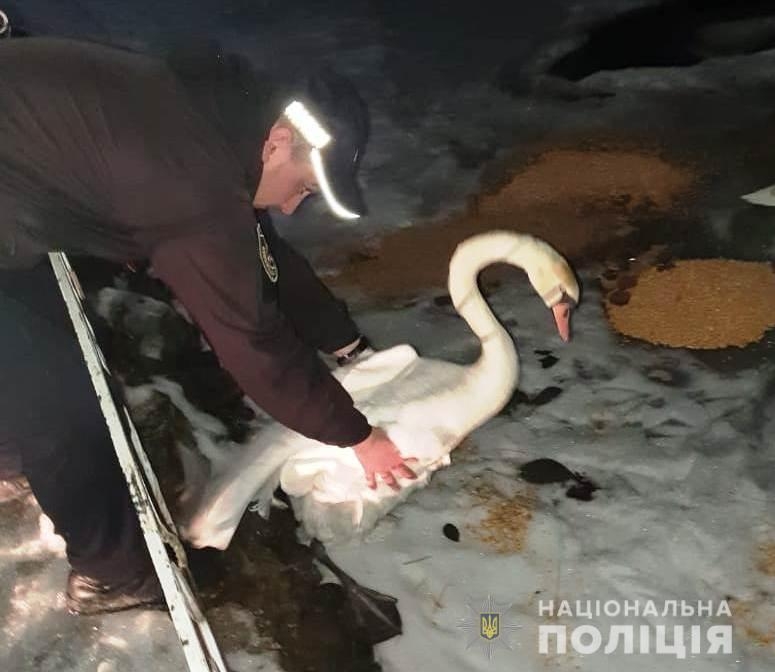 На Вінниччині врятували знесиленого лебедя, якого знайшли на трасі