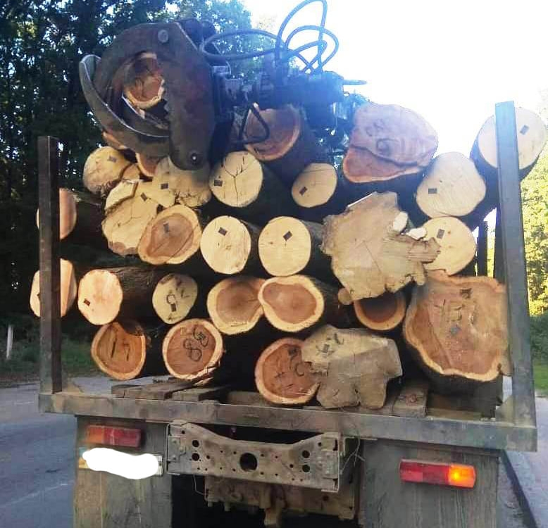 незаконне перевезення деревини