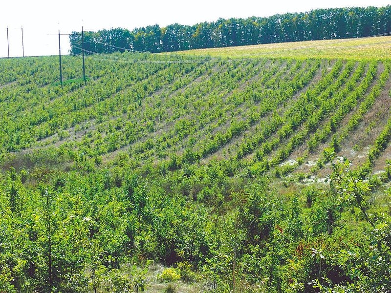 Гайсинський лісгосп засадив цієї весни майже 12 гектарів нових лісів