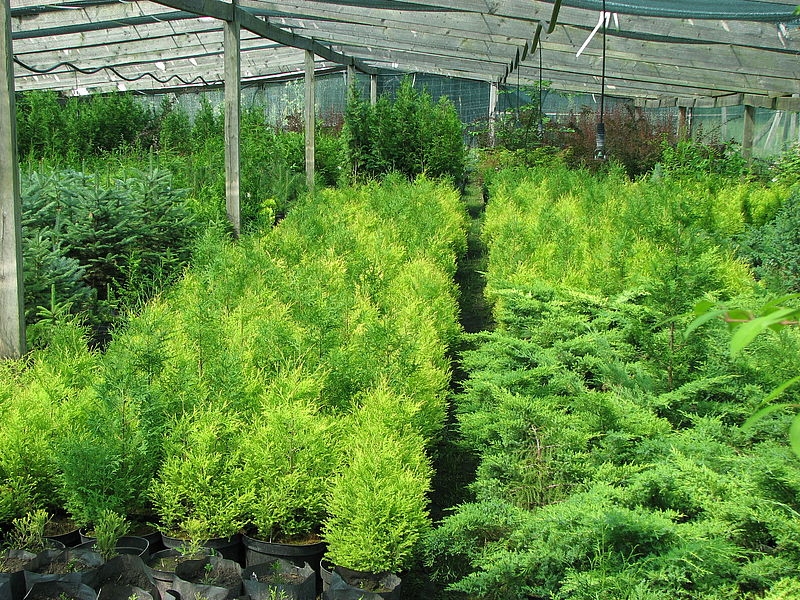 У Гайсинському лісгоспі вирощують понад 70 видів декоративних рослин