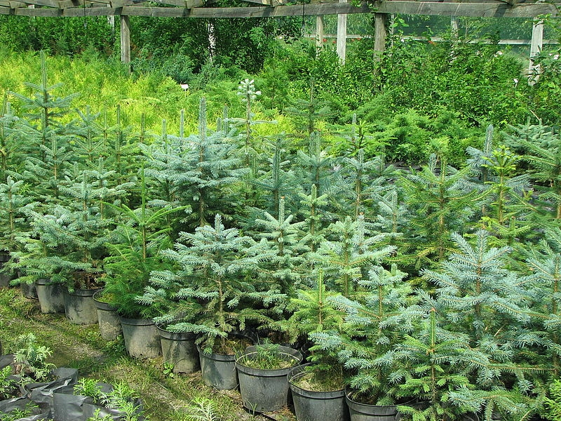 У Гайсинському лісгоспі вирощують понад 70 видів декоративних рослин