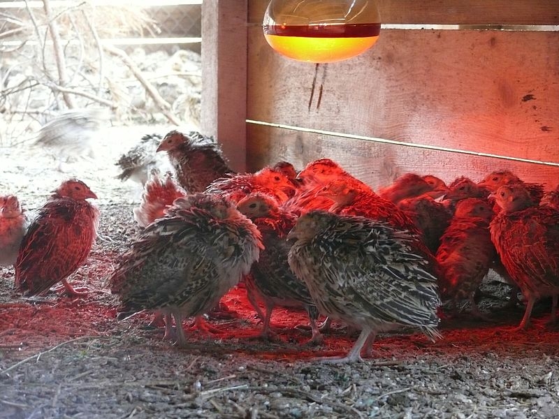 У Гайсинському районі вирощують "царських" птахів - фазанів