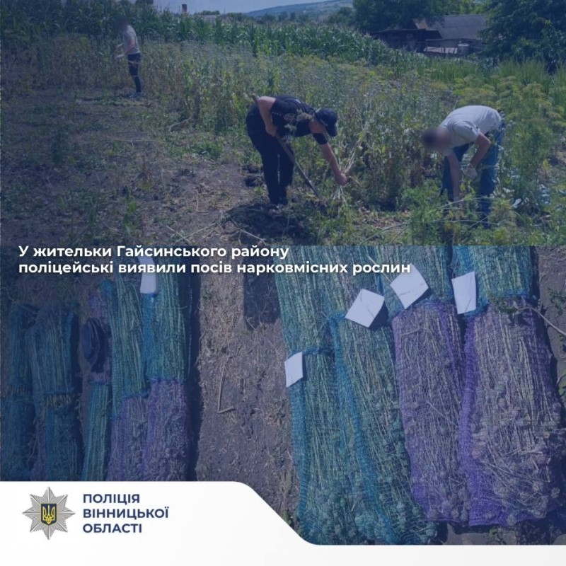 800 рослин маку на вінницькій присадибній ділянці: жінка каже, що вирощувала його для себе