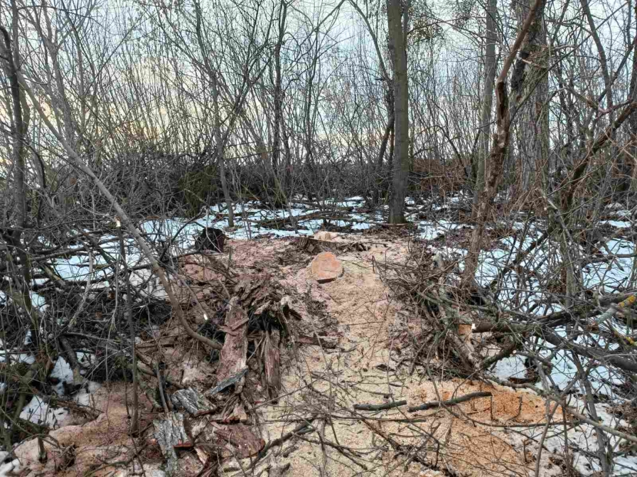 На Гайсинщині чоловіки нарубали дерев на понад 900 тис. грн