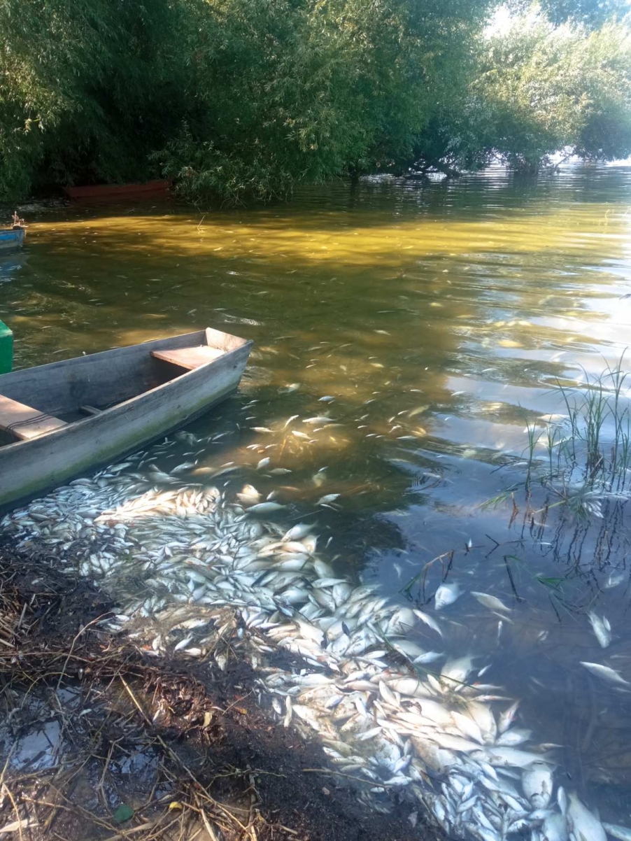 Екологи з'ясовують причини мору риби у Ладижинському водосховищі