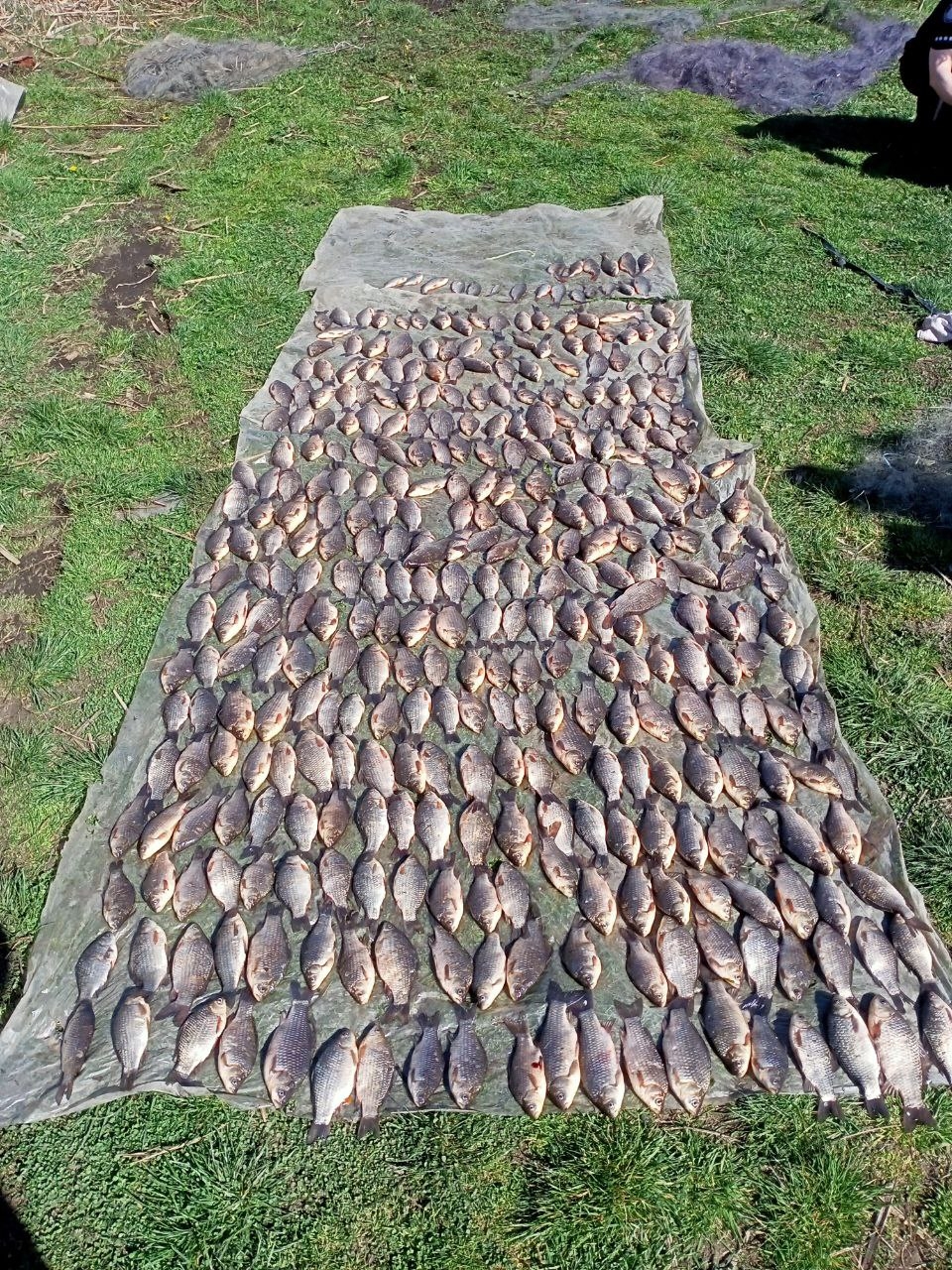 Під час нересту браконьєри на Вінниччині виловили риби на понад 1 млн грн