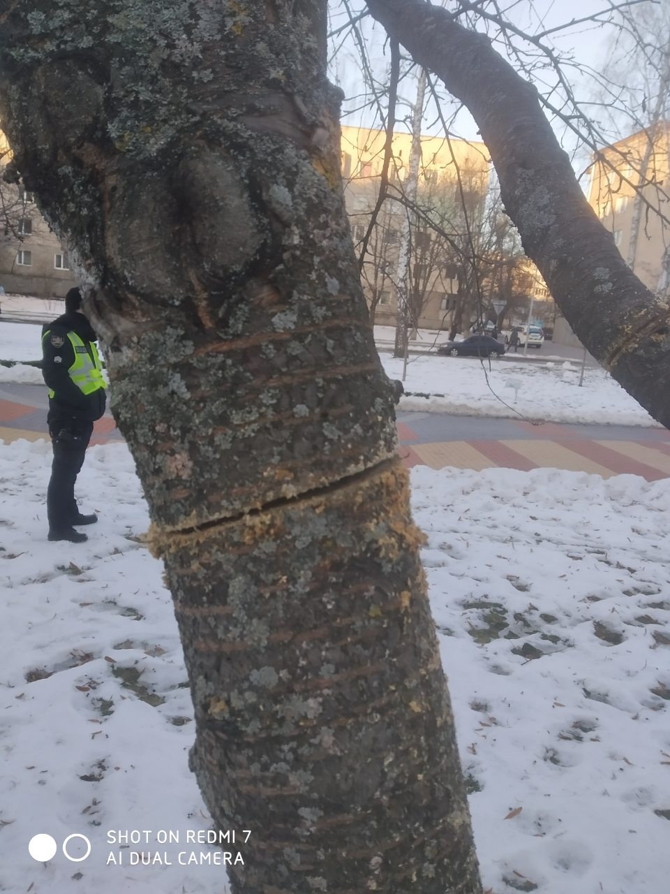 У Вінниці вандали зрізали дерева на проспекті Космонавтів