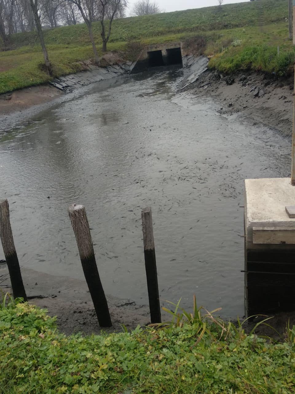 Короп, амур, товстолоб у Кирнасівське водосховище випустили шість тонн риби