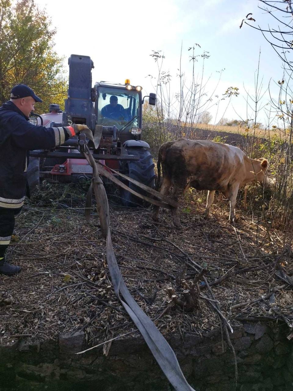 У Турбівській громаді врятували корову, яка впала у погріб