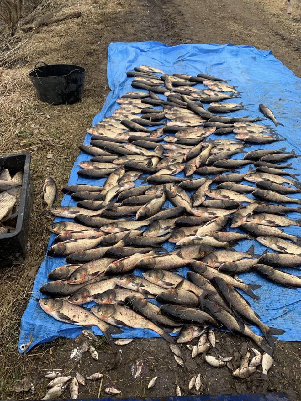 В Іллінецькій громаді двоє браконьєрів виловили риби на понад 1,4 млн грн