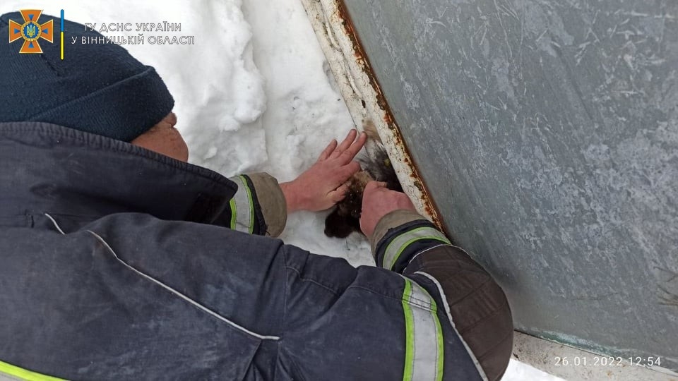 У Літинській громаді рятували собачку, який застряг в огорожі