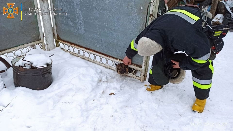 У Літинській громаді рятували собачку, який застряг в огорожі