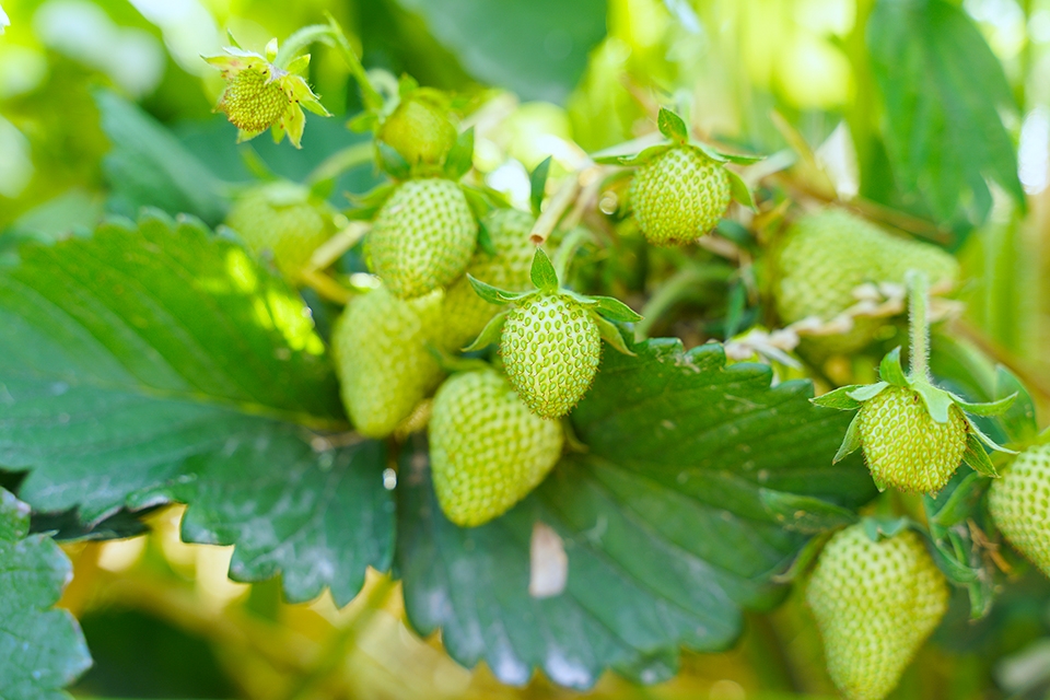 Французька делегація побувала на угіддях, де вирощують полуницю, та на заводі "Аграна Фрут Україна"