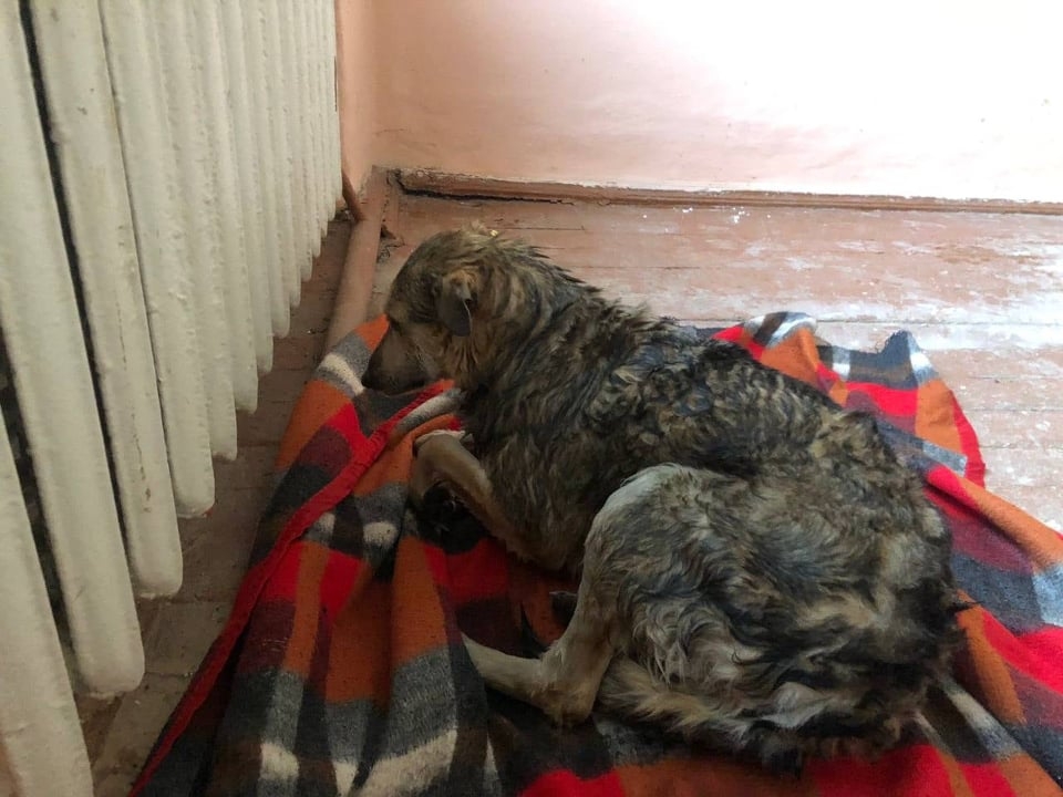 У Вінниці врятували з Південного Бугу собаку, яка провалилась під тонку кригу