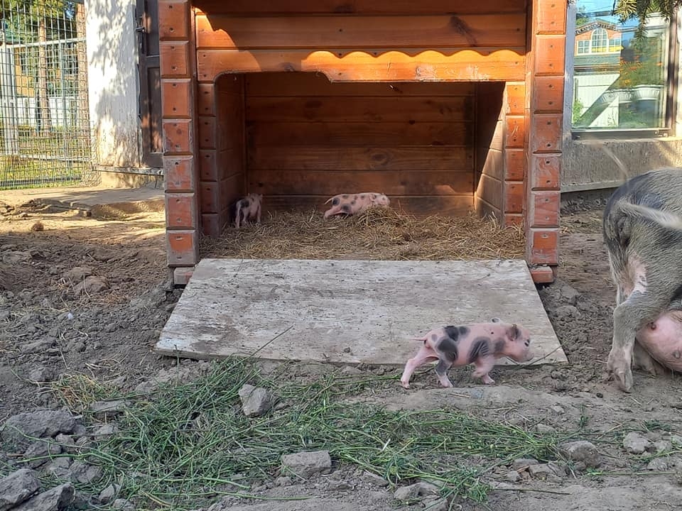 У вінницькому зоопарку поповнення в сім'ї в'єтнамських свиней