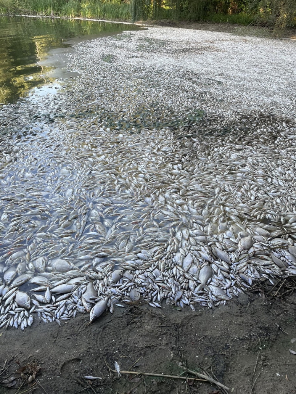 Масовий мор риби на Ладижинському водосховищі - які результати перевірки води