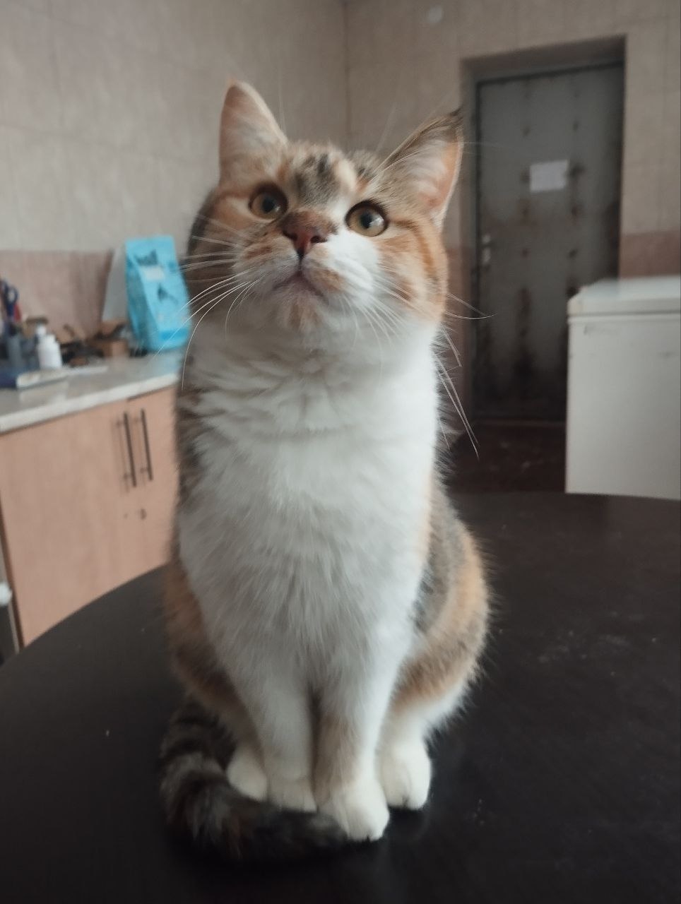 Вінницький муніципальний притулок для тварин підбив підсумки 2025 року