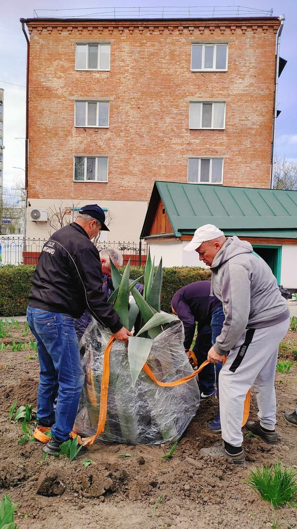 У Вінниці висадили рослину, яка назавжди схвилювала серце Михайла Коцюбинського