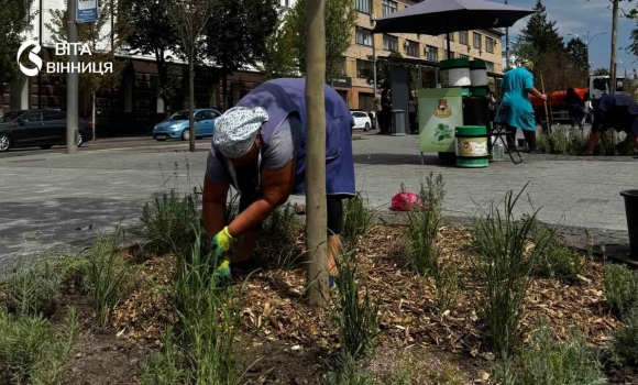«Вінницязеленбуд» прикрасив лунки під платанами у Вінниці «Вінницязеленбуд» прикрасив лунки під платанами у Вінниці