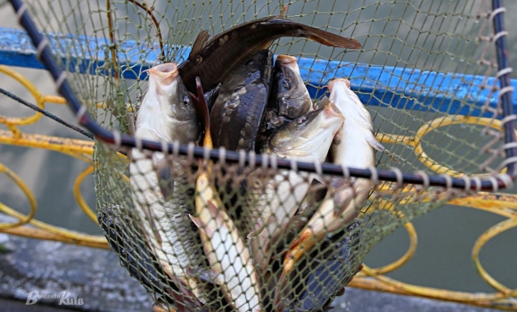 Чоловік сіткою наловив риби на Сутиському водосховищі на понад 12 тис. грн